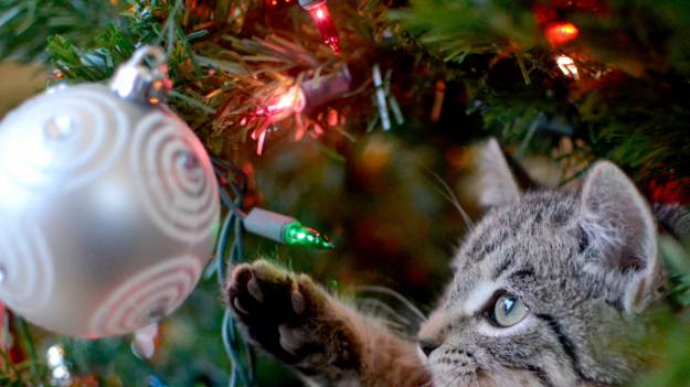 RMF Extra: Rezygnujesz z choinki, bo masz w domu kota? Niepotrzebnie!