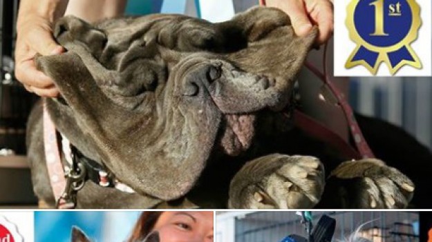 RMF Extra: Wybrano najbrzydszego psa świata. Zakochacie się w nim!