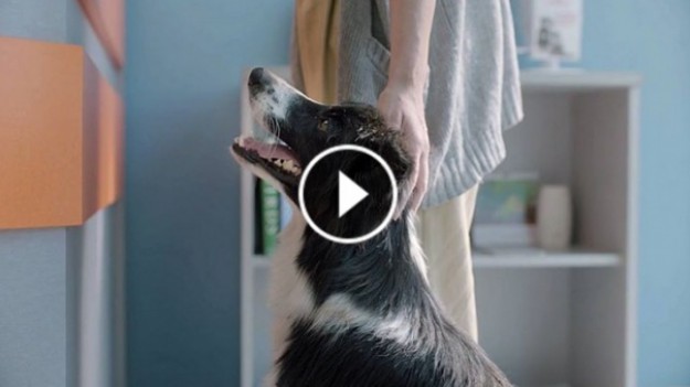 RMF Extra: Widzisz na ulicy przestraszone i zdezorientowane zwierzę?! Reaguj! Zobaczcie ten film do końca