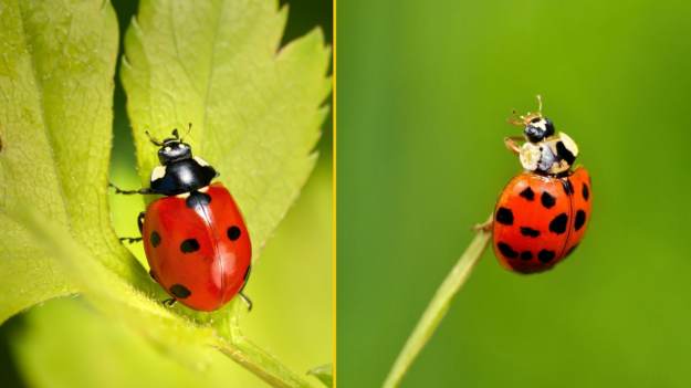 Biedronka azjatycka czy siedmiokropka? Tak je..