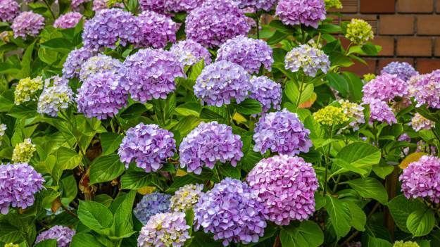 RMF Extra: To kluczowy moment, żeby zadbać o hortensję, by kwitła jak szalona. Zostały dwa tygodnie