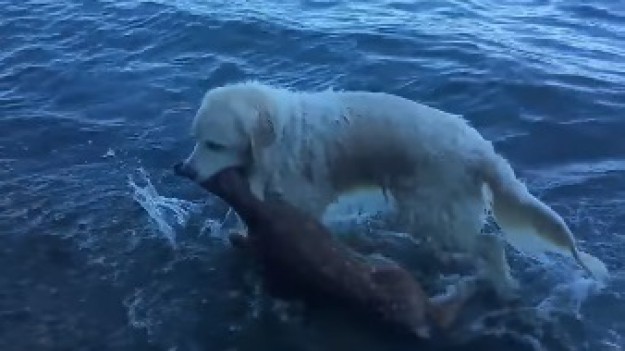 RMF Extra: Bohaterski pies wyciągnął z wody tonącą sarenkę