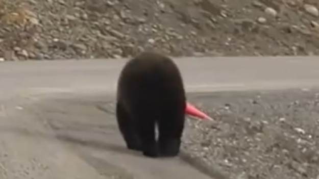 RMF Extra: Niedźwiedź zadbał o bezpieczeństwo kierowców. Niewiarygodne, co zrobił! Nagranie ma miliony odsłon [WIDEO]