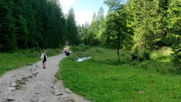 RMF Extra: Biegnący niedźwiedź na szlaku z Murowańca do Kuźnic! "Lekko zestresował turystów" [WIDEO]