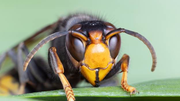 RMF Extra: Naturalna tarcza na szerszenie. 6 roślin, które musisz mieć w ogrodzie w 2026 roku