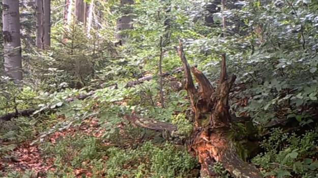 RMF Extra: Kilkumiesięczne wilczki walczą przed obiektywem. Takie nagranie to rzadkość! [WIDEO]  