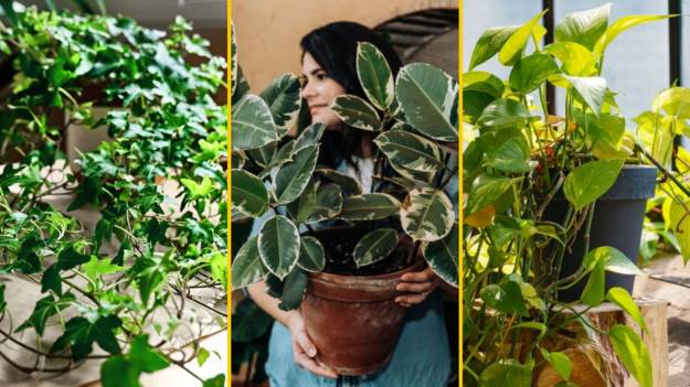 Jakie rośliny oczyszczają powietrze? 10..