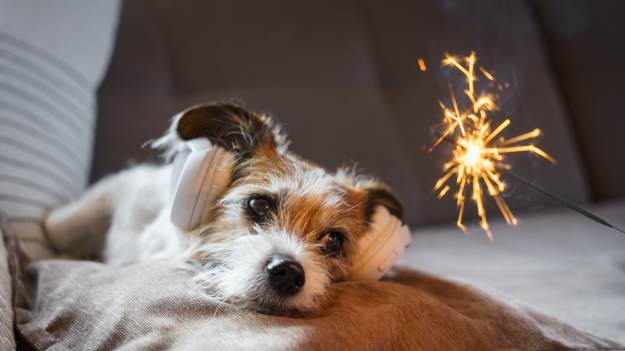Sylwester a zwierzęta. Jak pomóc psu, którego..