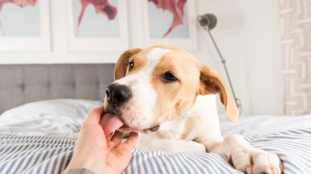 Co oznacza, gdy pies liże po rękach? Eksperci..