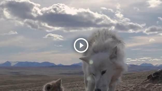 RMF Extra: Wilki uchwycone przez kamerę! Niezwykłe nagranie matki z dzieckiem