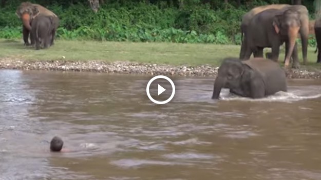 RMF Extra: Bohaterska słonica rzuciła się ratować tonącego człowieka! 