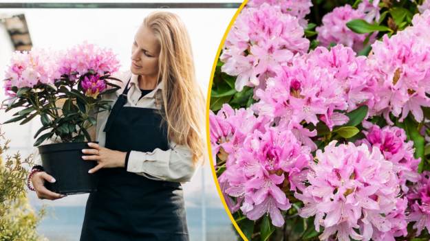 RMF Extra: W lutym podsypuję tym rododendron. Potem różanecznik ugina się od kwiatów i pięknie rośnie!