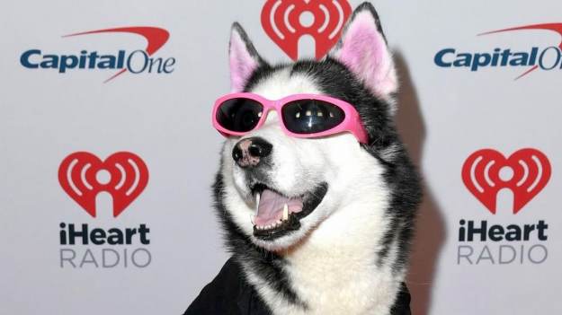 RMF Extra: Pies-celebryta zgubił wart 100 tys. dolarów łańcuch. Właściciele oferują nagrodę za pomoc w znalezieniu