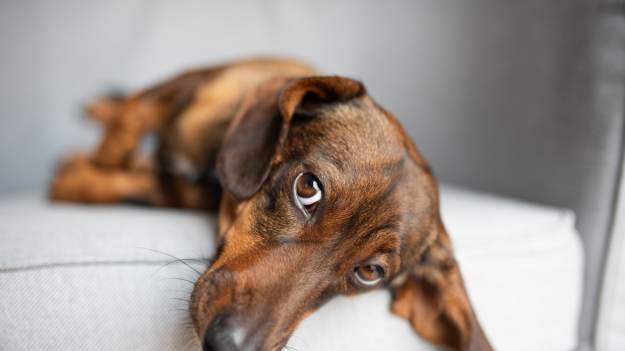 Tyle zapłacisz za pupila w tym roku. Wzrost..