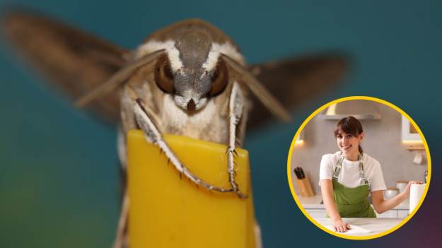 RMF Extra: Wystarczyły 3 łyżki. Kuchenne mole zniknęły bezpowrotnie. To najlepszy sposób