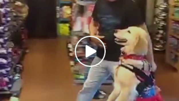 RMF Extra: Niesamowity widok: Ten pies tańczy salsę! [WIDEO] 