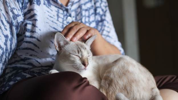 RMF Extra: Kot wchodzi ci na kolana? Oto 6 powodów, dlaczego to robi