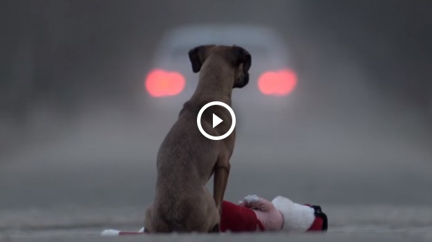 RMF Extra: Zwierzęta to nie zabawki. "Bądź odpowiedzialny - dawaj, adoptuj mądrze" [WIDEO]