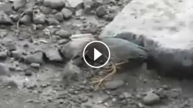 RMF Extra: Ptak wybrał się na ryby 