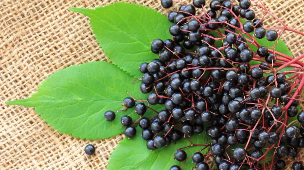 RMF Extra: Nalewka z owoców czarnego bzu. Zwalcz jesienną chandrę oraz przeziębienie!