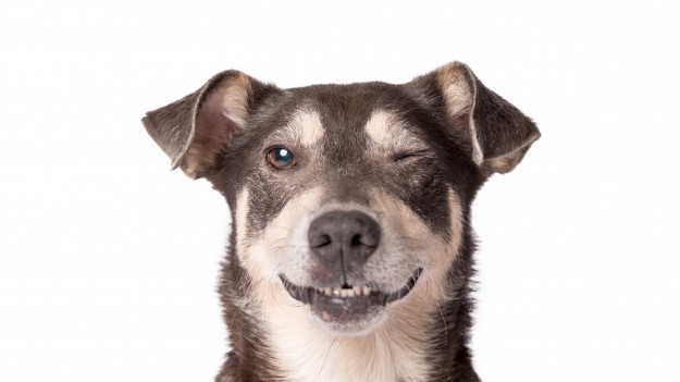 RMF Extra: Projekt Dżok. Szukasz pieska, ale nie możesz zdecydować się jakiego wybrać? Zaadoptuj czworonoga, inspirując się etykietą napoju!