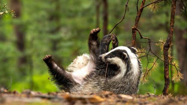 RMF Extra: Borsuk, który ma setki fanów. Co robi, gdy nikt nie patrzy? Nagranie z fotopułapki to hit! [WIDEO]