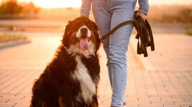 RMF Extra: Dlaczego tak trudno odczytać emocje naszych psów? Nowe badania zaskakują!