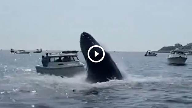 RMF Extra: Wieloryb wyskoczył prosto na łódź [WIDEO]