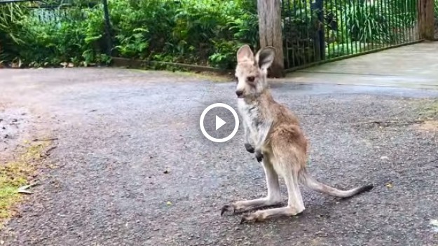 RMF Extra: Mały kangurek po raz pierwszy skacze. Rozpiera go ogromna energia!