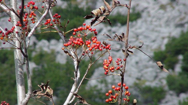 RMF Extra: Tatrzańska jesień w całej okazałości! Piękne zdjęcia polskich gór!