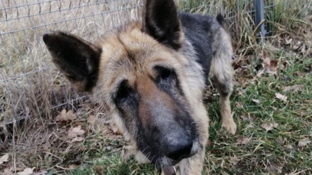 RMF Extra: Bary rozpaczliwie błaga o pomoc! Psina potrzebuje konkretnych rzeczy, niezbędnych podczas leczenia