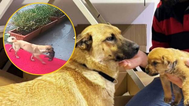 RMF Extra: Wyjątkowy akt matczynej troski. Suczka przyniosła umierającego szczeniaczka pod drzwi weterynarza 