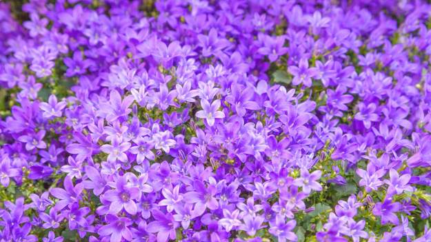 RMF Extra: Dzwonek dalmatyński: najlepsza roślina na kwietny dywan. Jakie ma wymagania?