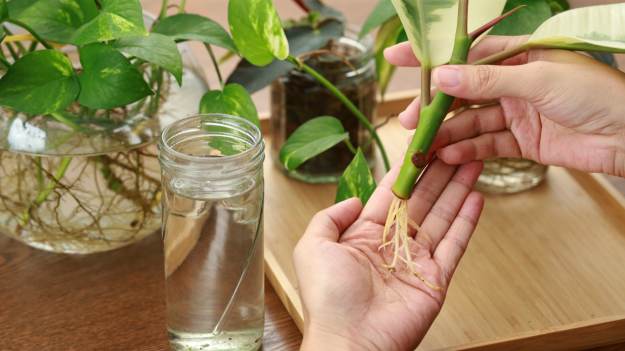 RMF Extra: Domowa dżungla bez wydawania fortuny. Ekspert zdradza trik  