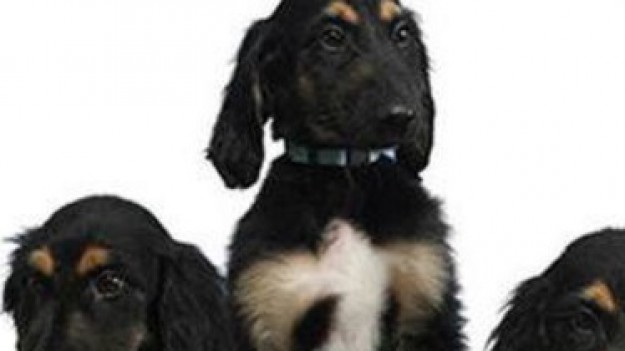 RMF Extra: Urodziły się szczeniaki sklonowanego psa!