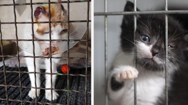 RMF Extra: Walka z upałami w schronisku dla zwierząt. "Kumulacja tragedii, koszmar za koszmarem"