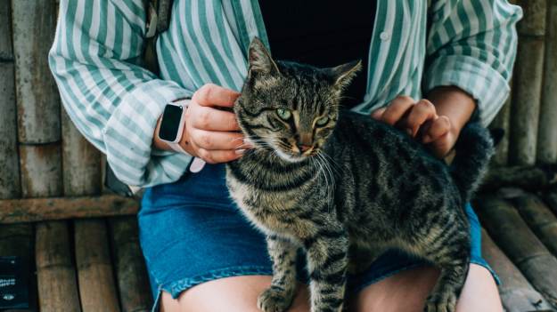 Robią tak wszystkie koty! Właściciele nie mają..