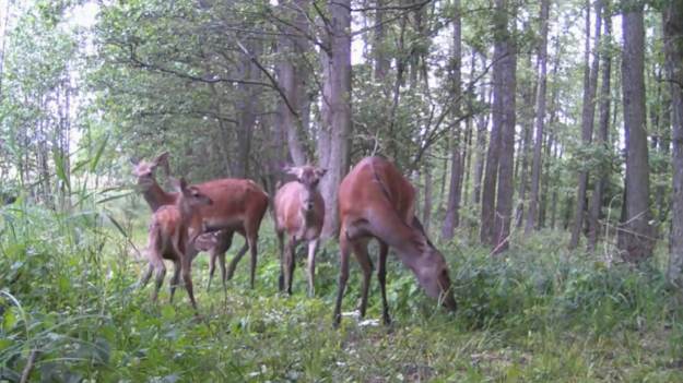 RMF Extra: "Boksujące się" łanie nagrała fotopułapka! "Gdyby miały torebki, to byłby widok!" [WIDEO]