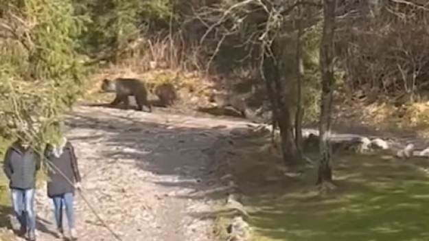 RMF Extra: Niedźwiedzie biegły obok turystów! Pojawiły się przy schronisku na Hali Ornak [WIDEO]