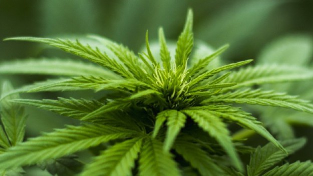 RMF Extra: Rekreacyjna marihuana już legalna w Kalifornii!