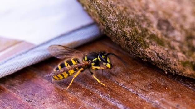 Te rośliny przyciągają szerszenie jak szalone!..