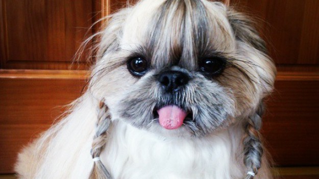 RMF Extra: Pieskie życie 