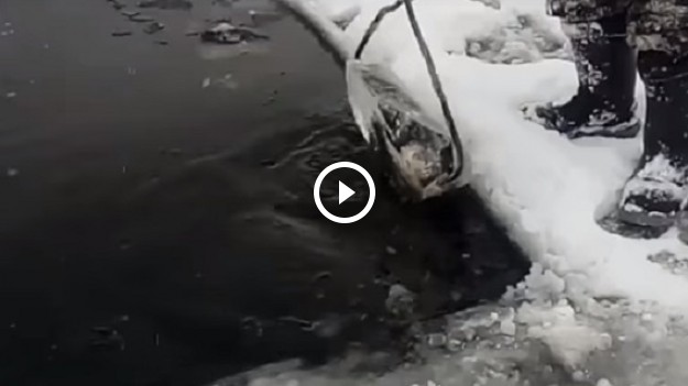 RMF Extra: Nietypowe zimowe znalezisko! Wyłowił bryłę lodu z kaczką!