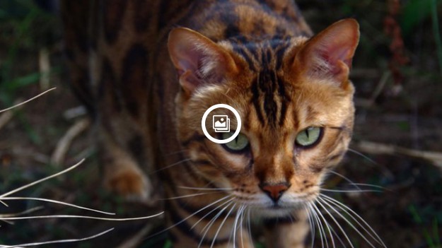 RMF Extra: To nie tygrys, a kocia gwiazda Instagrama!