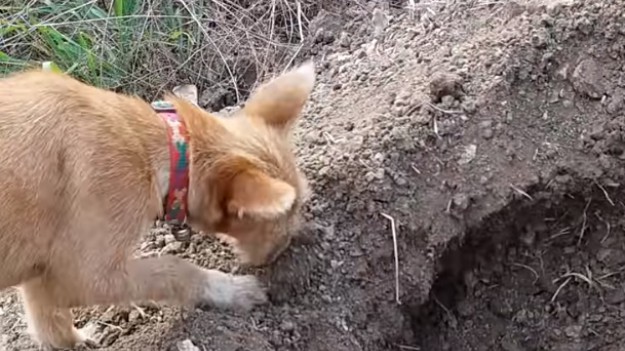 RMF Extra: To nagranie łamie serce! Psiak zakopuje swojego najlepszego przyjaciela [WIDEO]