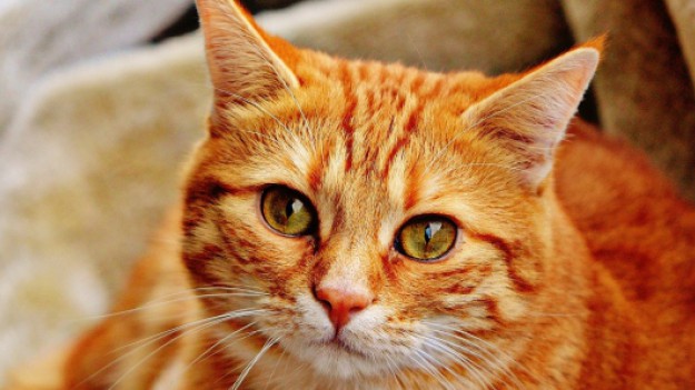 RMF Extra: Oglądanie filmików ze słodkimi kotkami pomaga w pracy i jest dobre dla zdrowia!