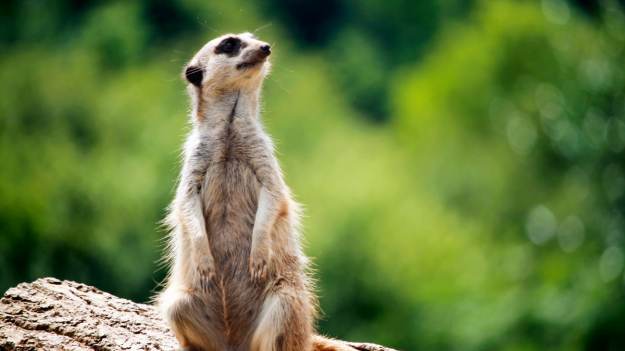 RMF Extra: Nazwij karaczana imieniem eks, później zje go surykatka. To akcja łódzkiego zoo