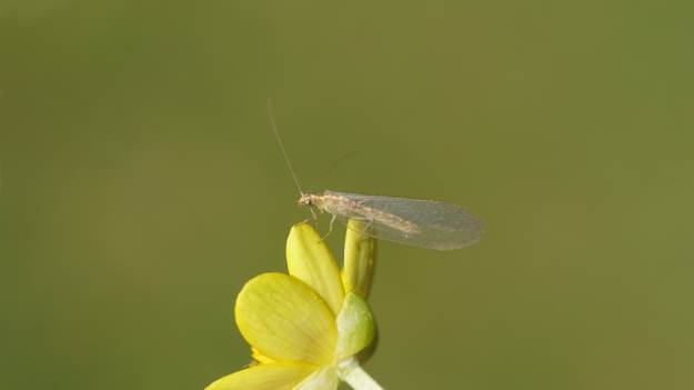 RMF Extra: Jesienią znajdziesz go w domu. Złotook jest bardziej pożyteczny, niż myślisz  