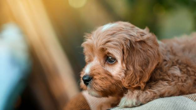 RMF Extra: Naukowcy nie zostawiają złudzeń w sprawie tych ras psów. „Więcej problemów”