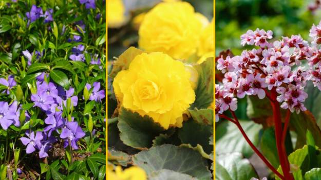 Najlepsze rośliny na balkon północny. 11 kwiatów,..